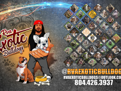 1_RVAExoticBulldogBanner-copy