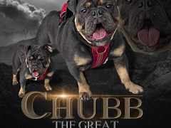 chubbbully