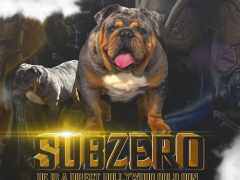 subzerobully