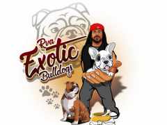 RVAExoticBulldogCartoon-copy